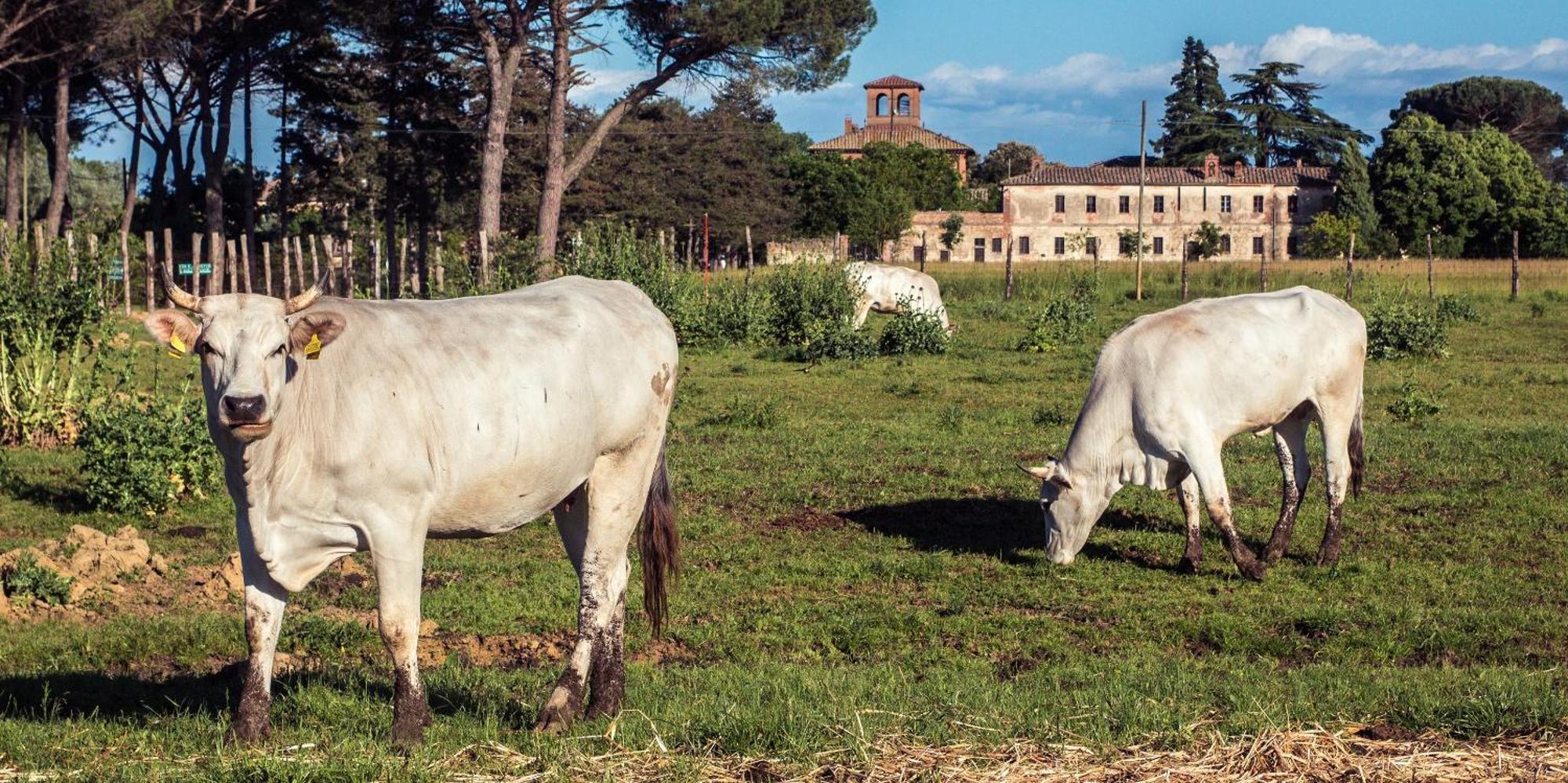 Tenuta La Fratta シナルンガ エクステリア 写真